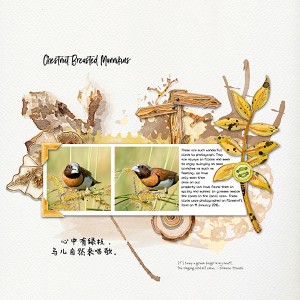 Chestnut Breasted Mannikins