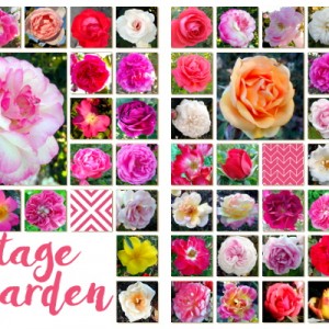 Heritage Rose Garden