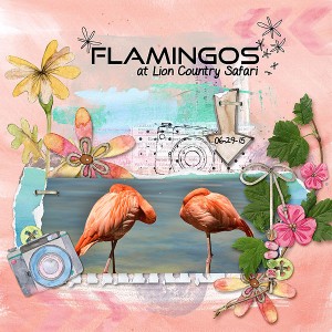 Flamingos