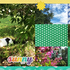 Sunny Day