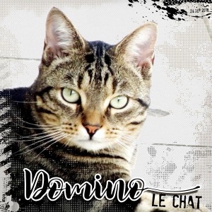 Domino le chat
