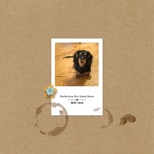 Doxie Stare