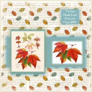 Vintage Maple Leaf...
