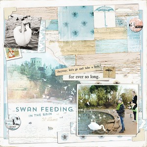 Swan Feeding