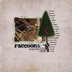 raccoons