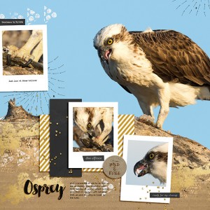Osprey