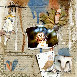 I love Owls