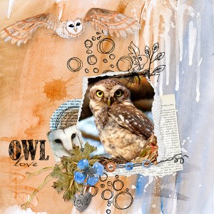 Owl Love