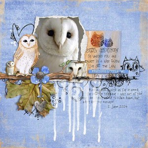 Precious Little Owl