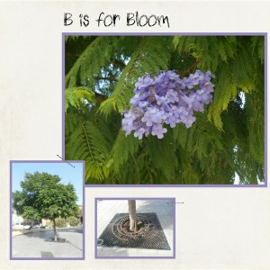 B Is For Bloom