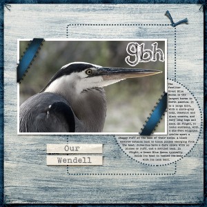 Our Wendell - the Great Blue Heron