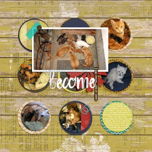 Cats-speed-scrap