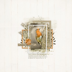 Robin