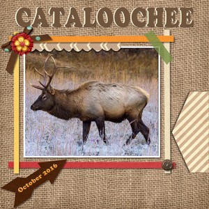 Cataloochee