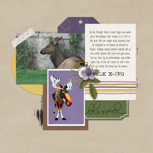 Yellowstone Elk 2