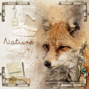 Nature - Fox