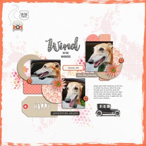 Wind in the Whiskers