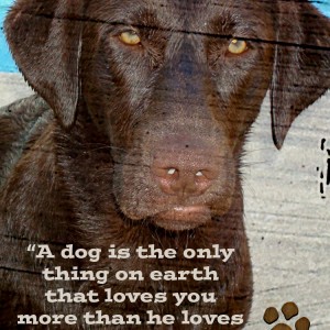 Dog_edited-1