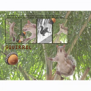Squirrel