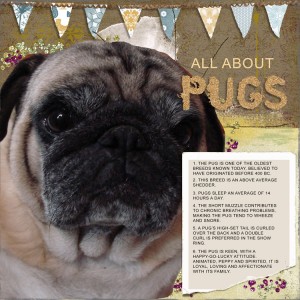 Pugs