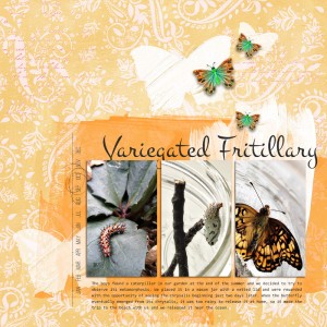 Variegated Fritillary - MOC 3