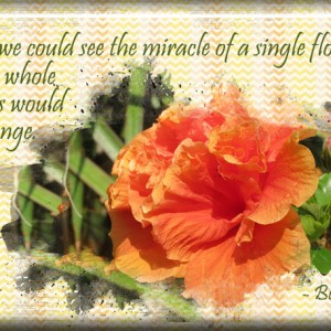 ATC-2017-12-The-Miracle-of-a-Single-Flower - MOC #5-15