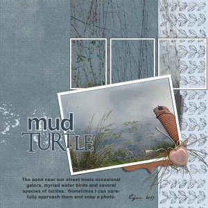 Mud-Turtle