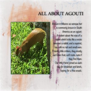 AGOUTI