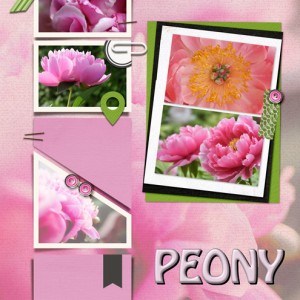 Peony