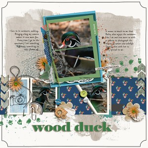 Wood Duck