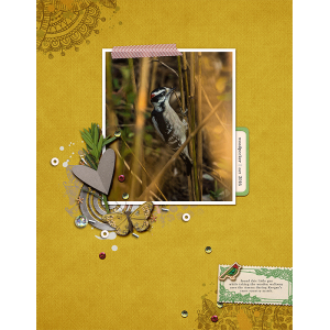 the woodpecker