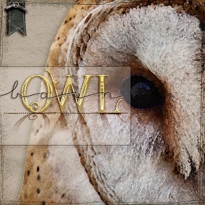 Barn Owl
