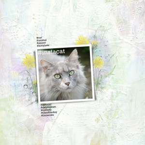 Instacat