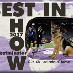 Best-in-Show