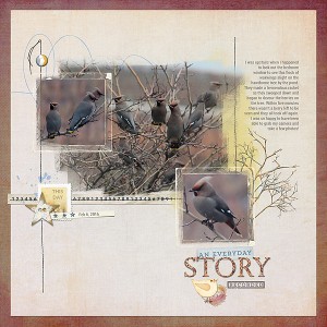 Bohemian Waxwings