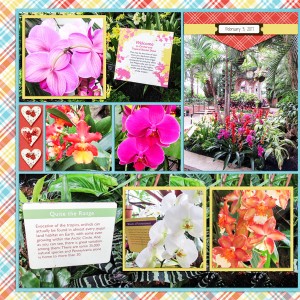 Orchids at Phipps, left side