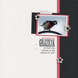 Grosbeak