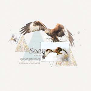 Red Kite