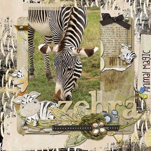 zebra (like obviously!)