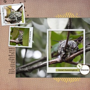 Hummingbird Tiny