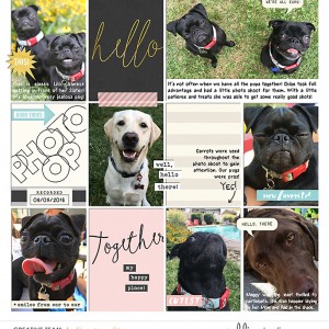 Dog Photo Shoot
