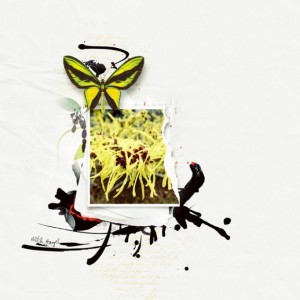 WitchHazel