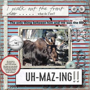 Moose On The Loose!