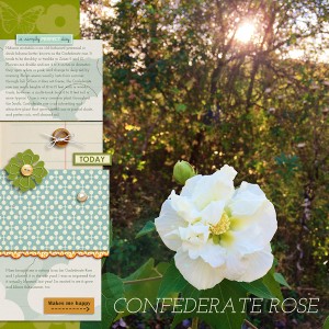 Confederate Rose
