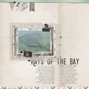Rays of the Bay