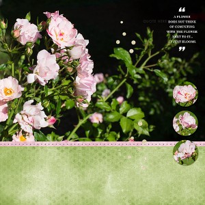 Roses