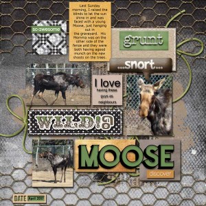 Moose are back!