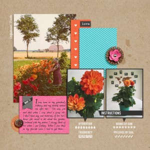 Dahlias