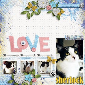 Kitteh Love