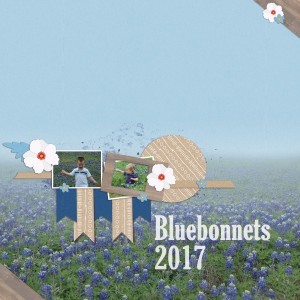 Bluebonnets